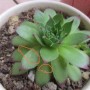 多肉生白色虫子(多肉生白色虫子用什么药杀虫)
