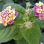 三花草图片大全(三花草百科)