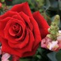 红袖玫瑰花(红袖玫瑰花期)