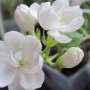 室内喜阳光的花有哪些(室内喜阳的植物)