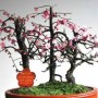 春花树盆景(春花树盆景吧)