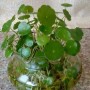 水培植物招蚊子(水培驱蚊植物)