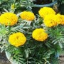 植物万寿菊简介(万寿菊的资料和作用)
