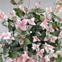 花叶络石怎样养变色(花叶络石怎么养出彩色)