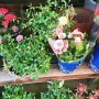 花卉花盆批发市场(盆景花盆批发市场)