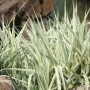 花叶竹怎么养(竹子叶可以养花吗)