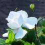 常用花灌木种类(常见花灌木名称)