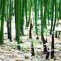 竹子栽种方法(移栽竹子的方法)