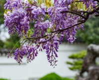 致癌花卉名单谣言(致癌花卉名单和图片)