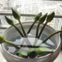 鲜花用自来水还是纯净水养好