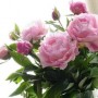 芍药鲜花多少钱一支(芍药鲜花价格)