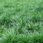 矮麦冬怎么除草(矮麦冬除草剂说明书)