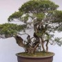 赤楠如何浇水(小叶赤楠浇水方法)