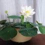 荷花叶子发黄怎么回事(荷花的叶子边发黄枯萎,怎么回事?)