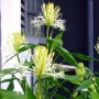 富贵籽多久开一次花(富贵籽多久结一次果)