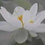 供佛一般用什么花比较好