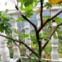 家里养一盆无花果好不好(在屋子里养无花果对风水好么)