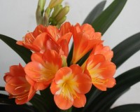 花卉养殖方法(如何养花)