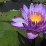蓝莲花种子如何种植