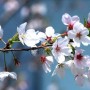 樱花花语和什么意思(樱花语是什么意思)