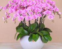 盆栽花卉简笔画(盆栽花卉简笔画图片)