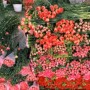 全国最大的花卉种植批发基地有哪些