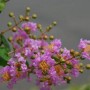 紫薇树什么时候发芽开花