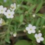 云南白花草(白花草的作用与用途)