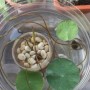 碗莲几颗种子种个盆子(碗莲放几粒种子)