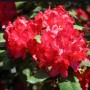 怎么养红杜鹃花(红杜鹃好养不好养)