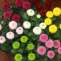乒乓菊各种颜色花语(乒乓球菊的花语)