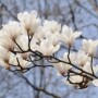 常见被子植物图片(10种被子植物)