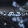 为什么喜欢梅花的理由？