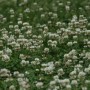 白花车轴草是三出复叶吗(白花车轴草入药部位)