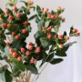 火龙珠花语(火龙珠花语是什么)