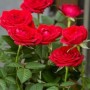 玫瑰花施什么肥最好(玫瑰花要施什么肥)