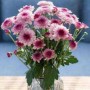 小雏菊鲜花怎么水养(小雏菊深水还是浅水养)