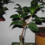茶花嫁接温度(茶花嫁接多少天知道成活)