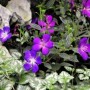 巴西野牡丹开花易掉(巴西野牡丹为什么枯萎)