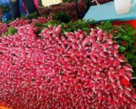 西安南郊哪里有花卉市场(西安东郊有没有花卉市场)