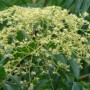 芸香科植物图片(芸香科观赏植物)