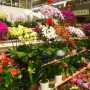 批发玫瑰花(去哪里批发玫瑰花)