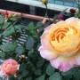 玫瑰在什么季节开花