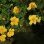 黄刺梅花语(黄刺梅是什么科什么属)