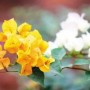 花卉名字名字(好听的花卉名字)