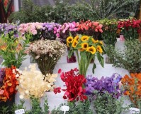 国际花卉展(昆明国际花卉展)