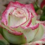 月季唯美花语(月季花唯)