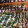 山西太原盆栽花卉批发市场(山西太原盆栽花卉批发市场在哪里)