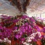 花都南方花卉交易市场(花都花卉批发市场)