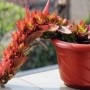 火祭花语是什么(火祭开花欣赏)